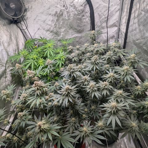 Candied Organges growlog timeline photo