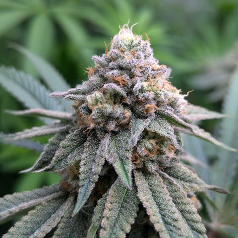 Candied Organges growlog timeline photo