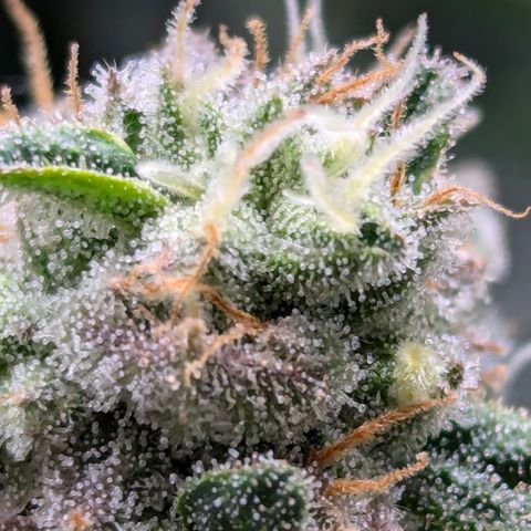 Candied Organges growlog timeline photo