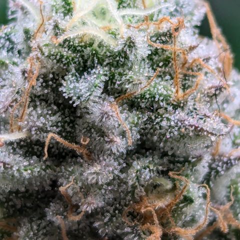 Candied Organges growlog timeline photo
