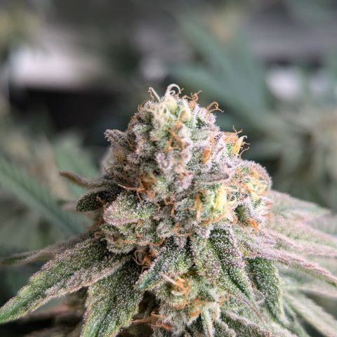 Candied Organges growlog timeline photo