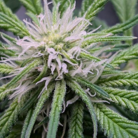 Champaya #5 growlog timeline photo