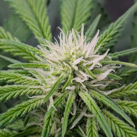 Champaya #5 growlog timeline photo