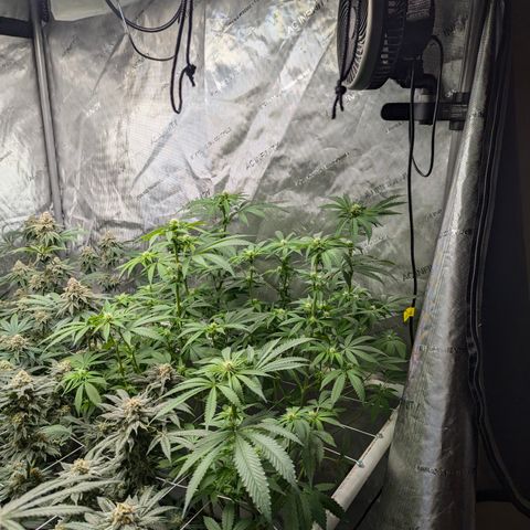Champaya #5 growlog timeline photo