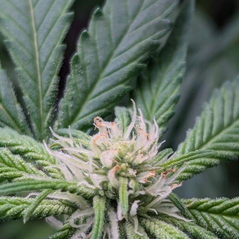 Champaya #5 growlog timeline photo