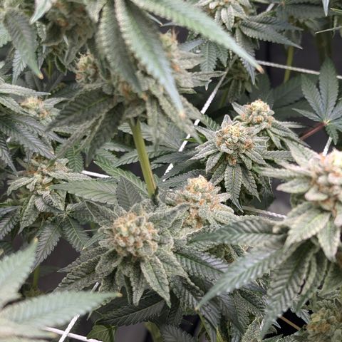 Candied Organges growlog timeline photo