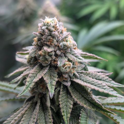 Candied Organges growlog timeline photo