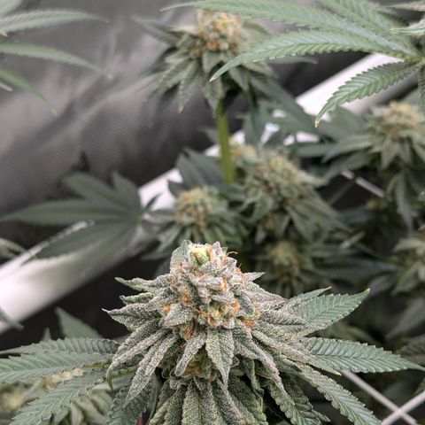 Candied Organges growlog timeline photo