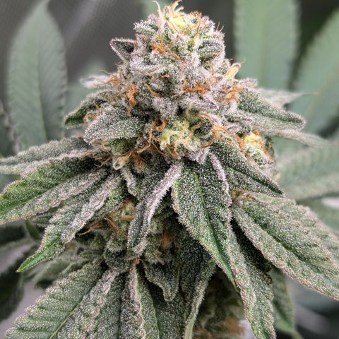 Candied Organges growlog timeline photo