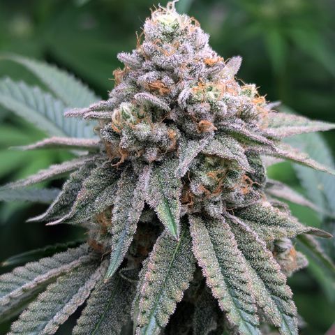 Candied Organges growlog timeline photo