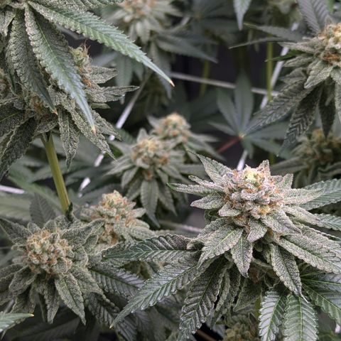 Candied Organges growlog timeline photo