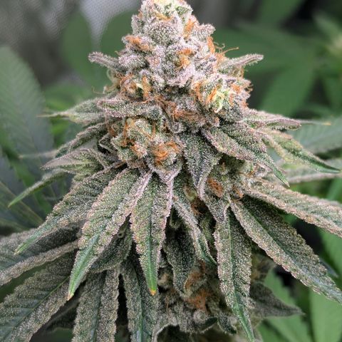 Candied Organges growlog timeline photo