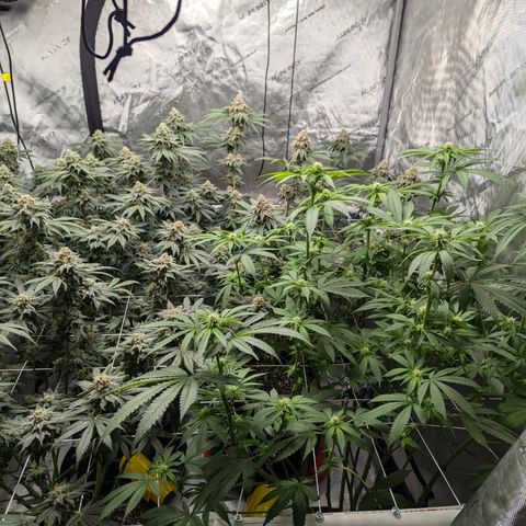 Champaya #5 growlog timeline photo