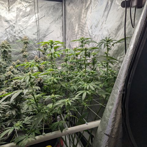 Champaya #5 growlog timeline photo