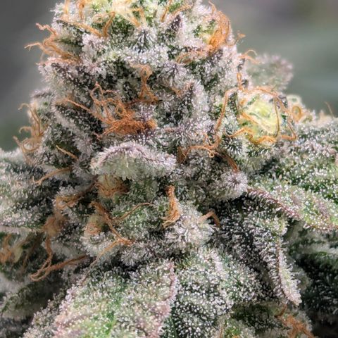 Candied Organges growlog timeline photo