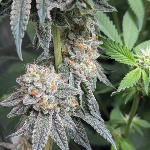 Candied Organges growlog timeline photo