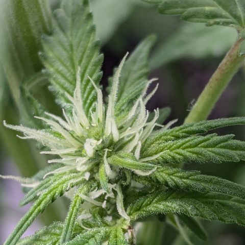 Champaya #5 growlog timeline photo
