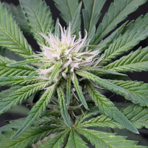Champaya #5 growlog timeline photo