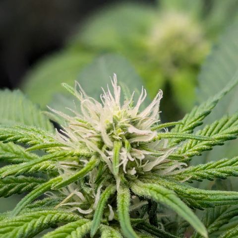 Champaya #5 growlog timeline photo