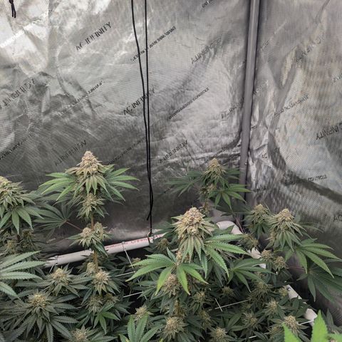 Candied Organges growlog timeline photo