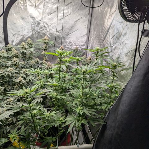 Champaya #5 growlog timeline photo