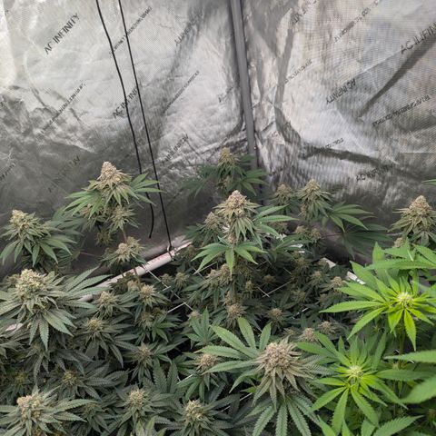 Candied Organges growlog timeline photo