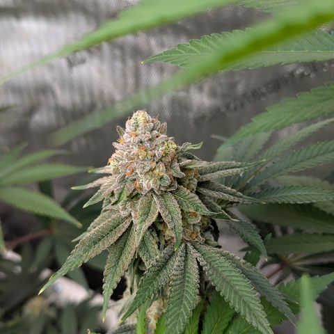 Candied Organges growlog timeline photo