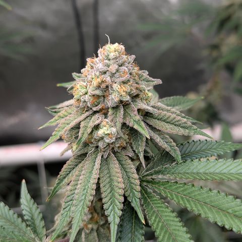 Candied Organges growlog timeline photo
