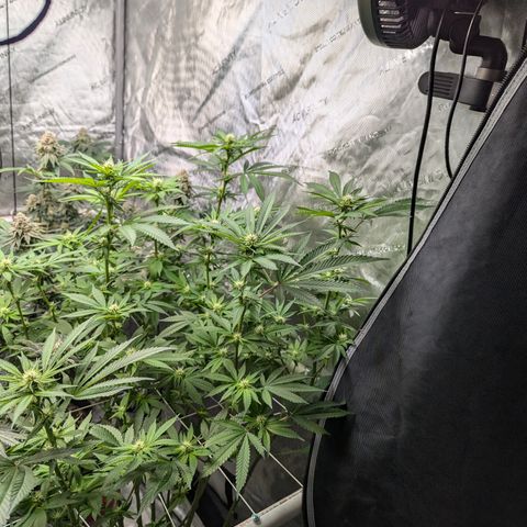 Champaya #5 growlog timeline photo