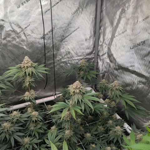 Candied Organges growlog timeline photo
