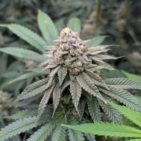 Candied Organges growlog timeline photo