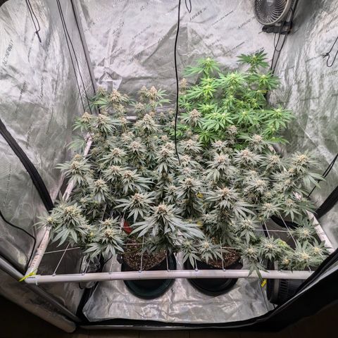 Candied Organges growlog timeline photo