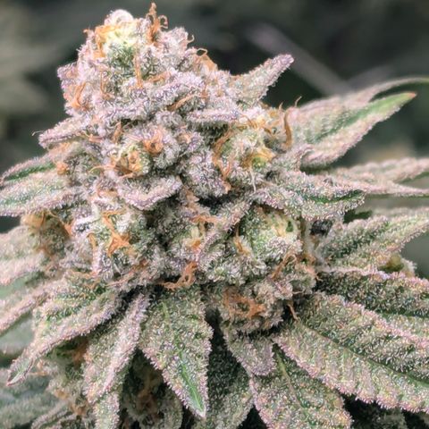 Candied Organges growlog timeline photo