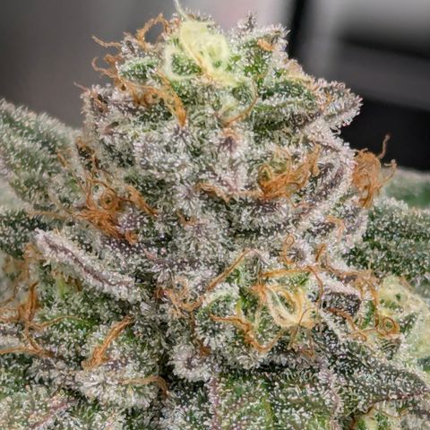 Candied Organges growlog timeline photo