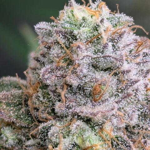 Candied Organges growlog timeline photo