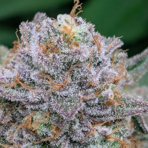 Candied Organges growlog timeline photo