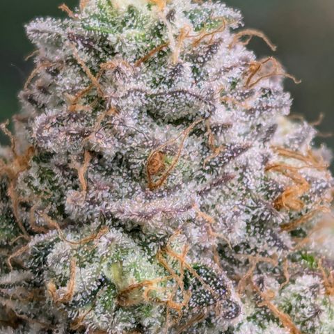 Candied Organges growlog timeline photo
