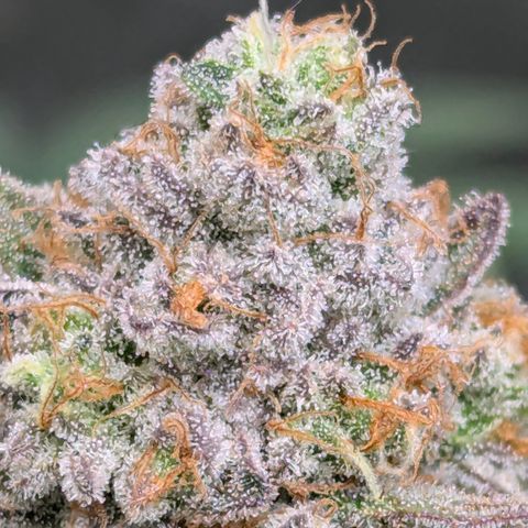Candied Organges growlog timeline photo