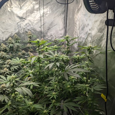 Champaya #5 growlog timeline photo