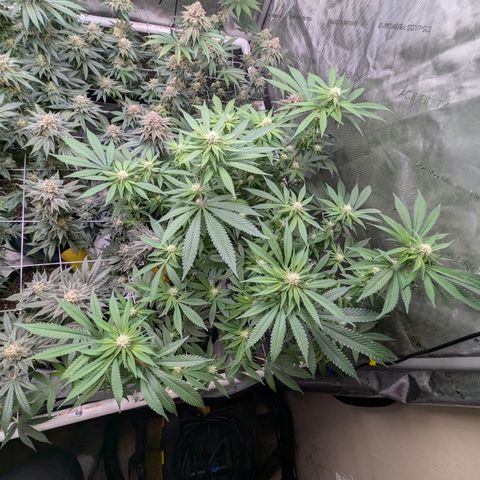 Champaya #5 growlog timeline photo