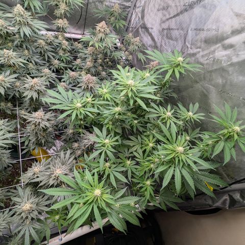 Champaya #5 growlog timeline photo