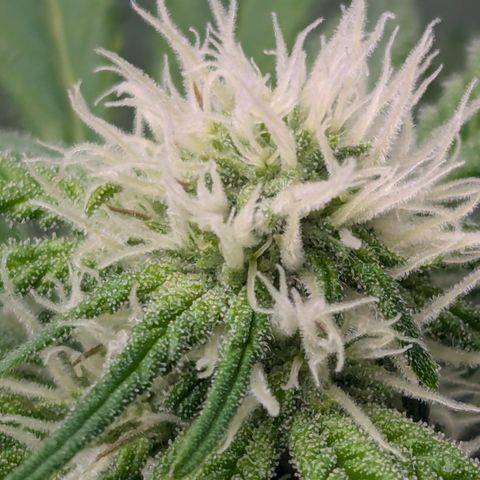 Champaya #5 growlog timeline photo