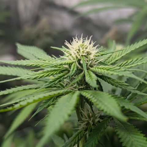 Champaya #5 growlog timeline photo