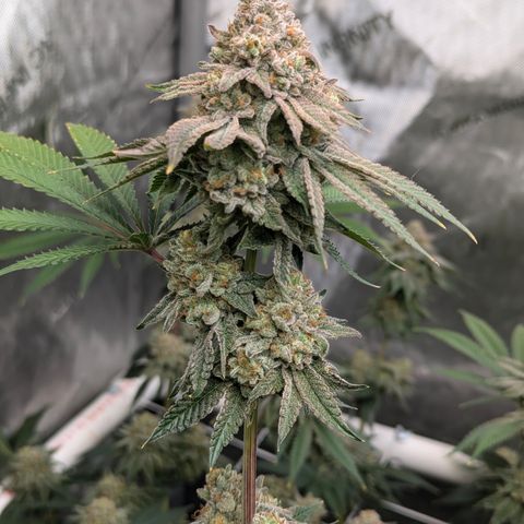 Candied Organges growlog timeline photo