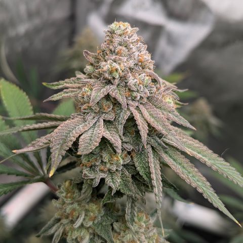 Candied Organges growlog timeline photo