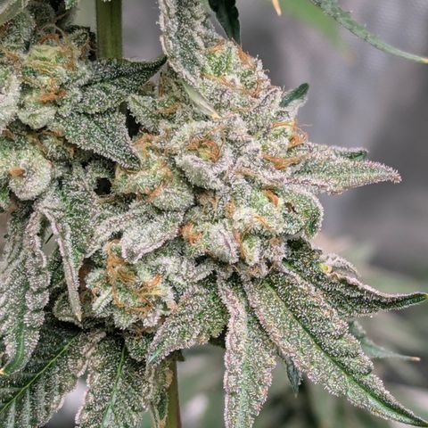 Candied Organges growlog timeline photo