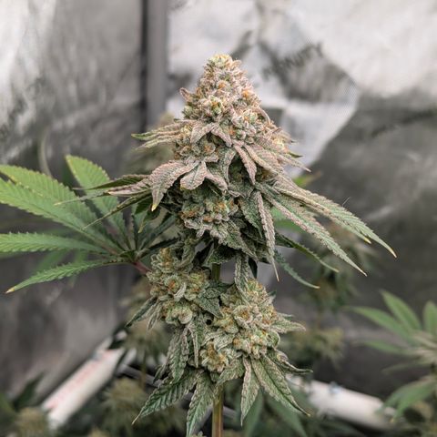 Candied Organges growlog timeline photo