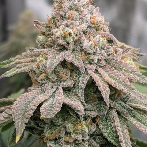 Candied Organges growlog timeline photo