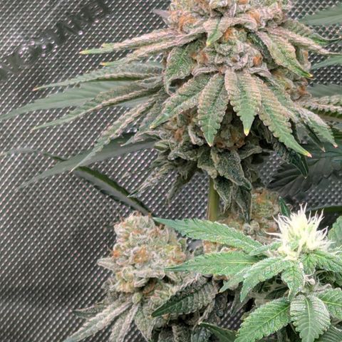 Candied Organges growlog timeline photo