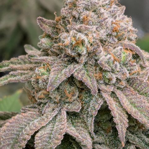 Candied Organges growlog timeline photo